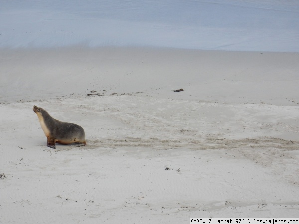 León marino en Seal Bay
León marino australiano en Seal Bay, Kangaroo Island
