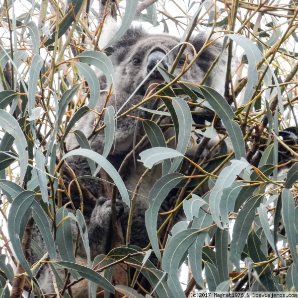 Koala camuflado en Kangaroo Island
Koala visto en Flinders Chase National Park, Kangaroo Island, Australia
