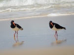 Gemelos en Fraser Island
Gemelos, Fraser, Island, Pájaros, Australia, orilla, playa