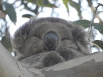 Koala
Koala, Kennett, River, Great, Ocean, Road, risueño, visto
