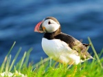 Frailecillo en Látrabjarg, Islandia