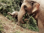 Elephant Freedom,  Chiang Mai
Elephant Nature Park
