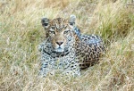 Mirada felina
Mirada, Leopardo, Khwai, Moremi, Botswana, felina, hembra, descansando, cerca, reserva