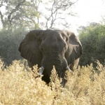 Elefante curioso
Elefante, Botswana, curioso, muchos, elefantes, parques, observando, tras, hierba