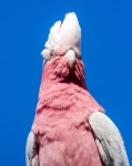 Cacatua australiana