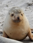 Cría de león marino en Seal Bay