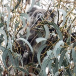Koala camuflado en Kangaroo Island