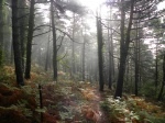 Bosque en Sant Hilari Sacalm (Girona)