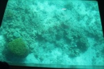 Mundo submarino Aqaba - Mar Rojo