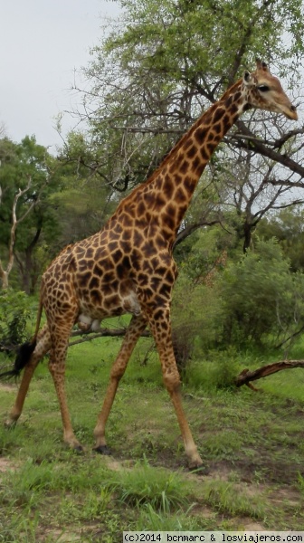 Parque natural, Fathala, Senegal
Parque natural, Fathala, Senegal, donde se disfruta de un largo paseo compartiendo el espacio natural donde viven girafas, zebras, un rinoceronte, impalas, y una familia de leones
