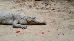 parque de los cocodrilos, Gambia