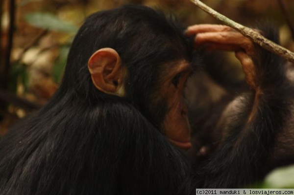 cria de chimpancé en Gombe
Las crías van pegadas a las hembras, mientras que los machos no pueden acercarse a ellas mientras son pequeñas, amenazados constantemente por los gritos de las madres.
