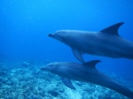 Delfines en Zanzibar
