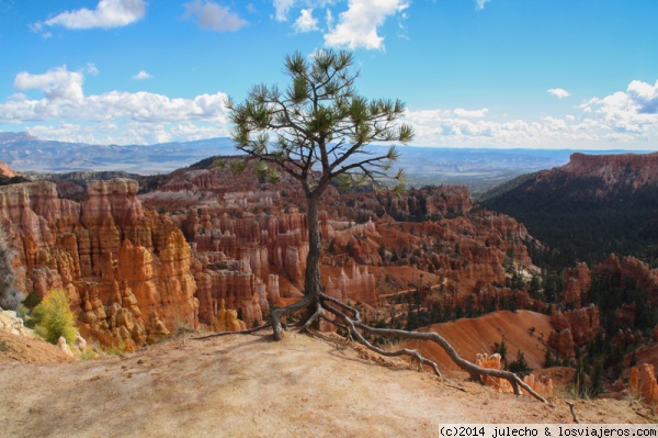 Bryce Canyon National Park
Solitario arbolito con la privilegiada vista del anfiteatro del Cañon Bryce.
