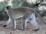 Mono gris azulado en iSimangaliso wetland park , Sudáfrica