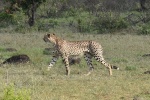 Guepardo en Kruger Sudáfrica