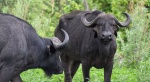 Búfalos en el Parque Moremi,  Maun , Botswana