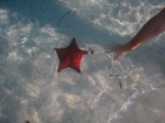 Estrella de Mar en Cayo Levisa