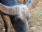 Bufalo de agua - Kanchanaburi