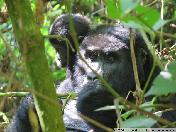 Gorila grupo Kyagurilo en Bwindi National Park
madre con su pequeño
