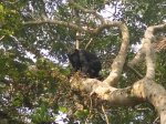 Chimpanzee at Kibale Forest NP