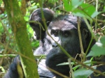 Gorila Kyagurilo group at Bwindi INP