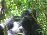 Silver back gorilla Kyagurilo group at Bwindi INP