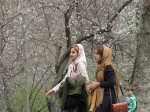 Cerezos en flor en Sa´adabad
Noruz en Saadabad