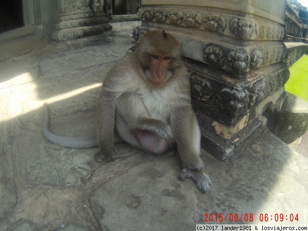 mono camboyano
un mono muy mono pero de camboya
