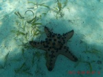 estrella de mar en kanawa