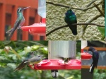 colibris en el cafe colibri, Monteverde