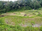 Campo de arroz al norte de Rantepao