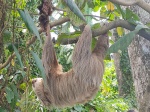 perezoso en Puerto Viejo