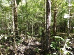 manglares en dubuji boardwalk