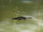 ornitorrinco en peterson creek, yunganburra