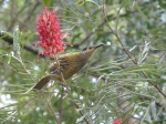 wattlebird en peterson creek