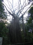 curtain fig tree