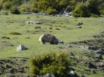 Wombat en Maria Island Tasmania