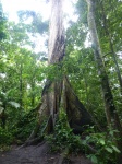 Ceiba en el parque del volcán Arenal