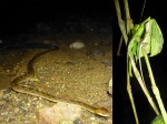 reptiles del tour nocturno de Bahía Drake