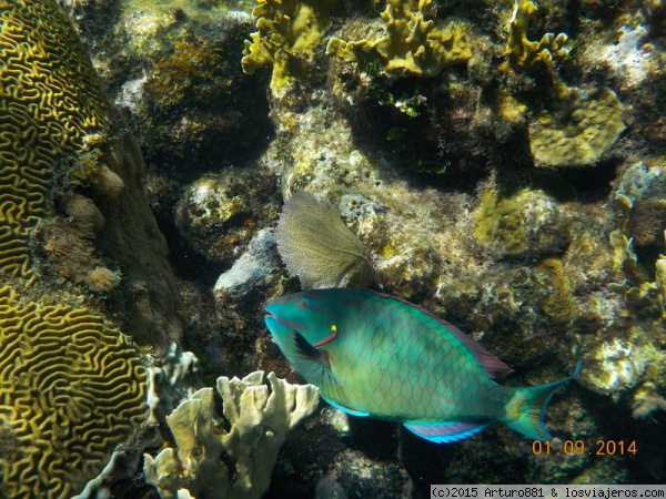 Roatán: Arrecife Coralino
Roatán es la segunda barrera coralina del mundo, después de Australia (o por lo menos eso dicen). Os paso unas fotitos submarinas- Aquí un pez Loro.
