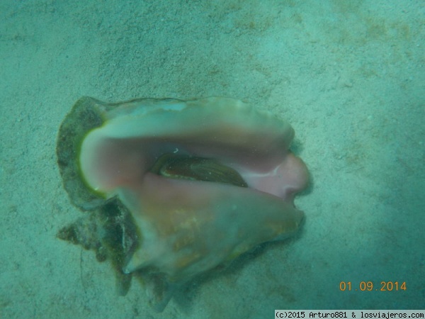 Roatán: Arrecife Coralino
Caracolas Gigantes, y éstas estaban vivas, nada de ver sólo la concha vacía. Ésta la cogí para hacerme alguna foto y luego evidentemente la deposité nuevamente en el fondo del mar.
