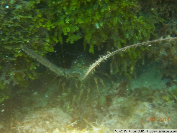 Roatán: Arrecife Coralino
Y como no, las langostas. Ahí estaban en sus cuevas. No se podían pescar, lógicamente están protegidas. Pero a los pescadores nativos sí se les permite y que duda cabe que dimos buena cuenta de alguna que otra.
