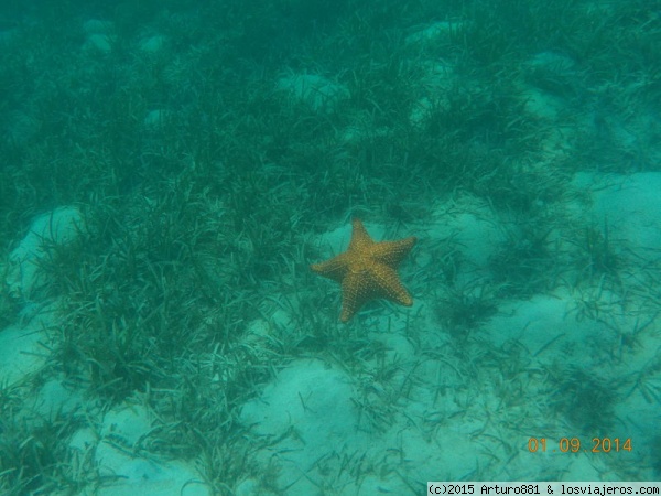 Roatán: Arrecife Coralino
También habían muchas Estrellas de Mar, de diversos colores.
