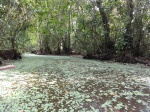 Seguimos por un afluente del Río Plátano