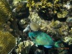 Roatán: Arrecife Coralino