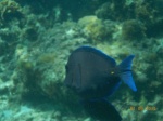 Roatán: Arrecife Coralino