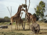 Las girafas en Africam Safari
