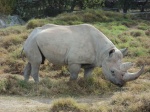 El rinoceronte en Africam Safari