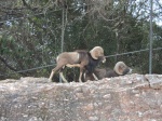 Los cabros en Africam Safari